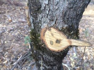 Image of a fresh-cut oak limb. 
