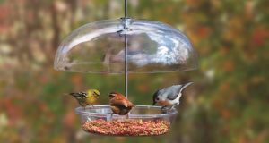 Image of a bird feeder with birds eating.