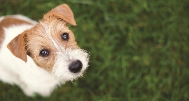 Image of a Jack Russell terrier.