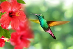 Image of a hummingbird drinking from a hibiscus. 