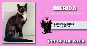 Image of pet of the week, Merida the Cat.