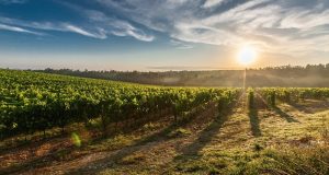 Image of a vineyard at sunset.