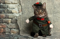 Image of a cat in a military costume. 