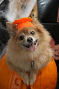 Image of a dog dressed up like a pumpkin. 