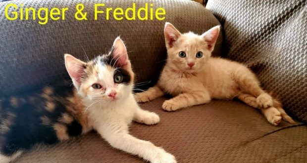 Image of kittens Freddy and Ginger.