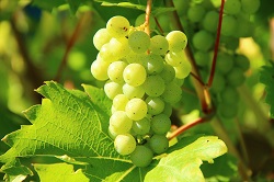 Image of grapes. 