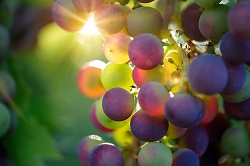 Image of grapes.