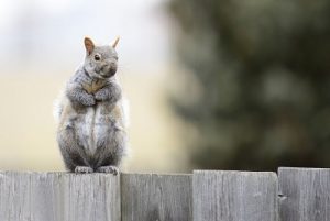 Image of a squirrel.