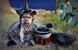Image of a dog dressed up for Halloween. 