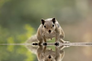 Image of a squirrel.