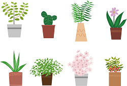 Image of potted plants. 