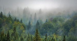 Image of a smoky forest.