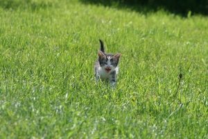 Image of a kitten in the grass.