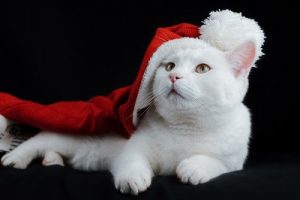Image of a white cat in a Santa hat.