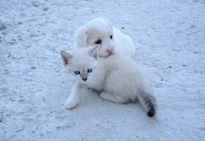 Image of a puppy and kitten.