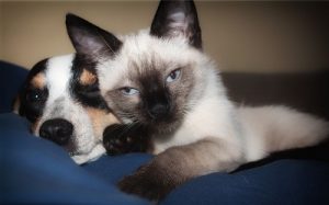 Image of a dog and a Siamese cat.