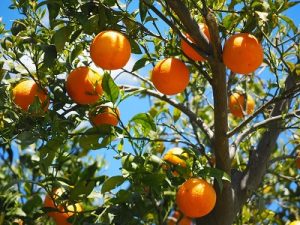 Image of an orange tree.