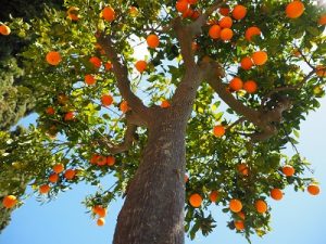 Image of an orange tree.