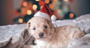 Image of a puppy in a Santa hat.