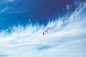 Image of a seagull against a blue sky.