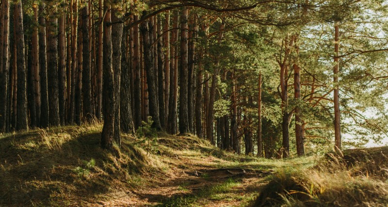 Image of a forest.