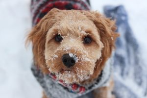 Image of a dog in the snow.