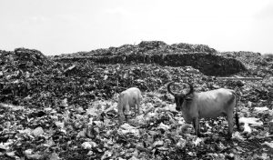 Image of a pair of yaks in a garbage dump.