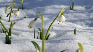 Image of wildflowers peaking up out of the snow. 