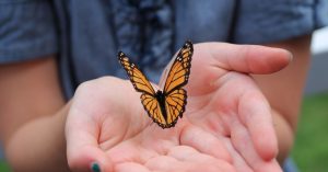 Image of a monarch butterfly in a person's hand.