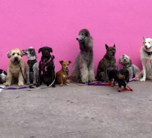 Image of a group of dogs lined up against a wall. 