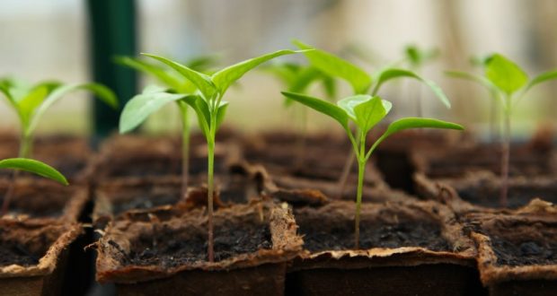 Image of seedlings in a greenhouse.