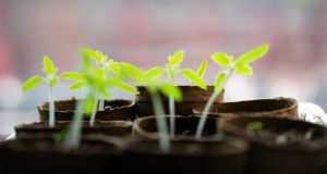 Image of a tray of seedlings.