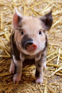 Image of a baby piglet.