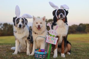 Image of three dogs in front of a Happy Easter sign. 