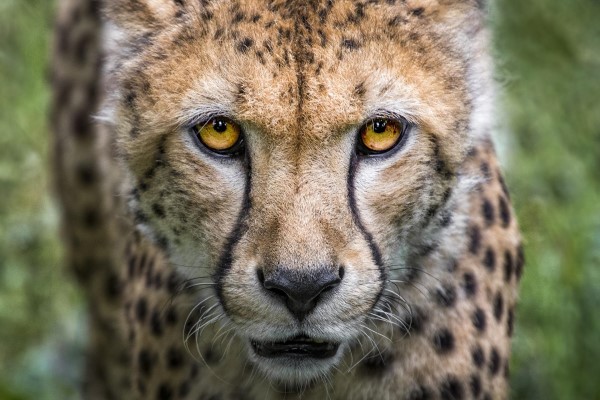 Image of a cheetah.
