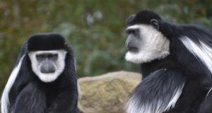 Image of two colobus monkeys having a discussion.