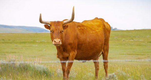 Image of a cow in a pasture.