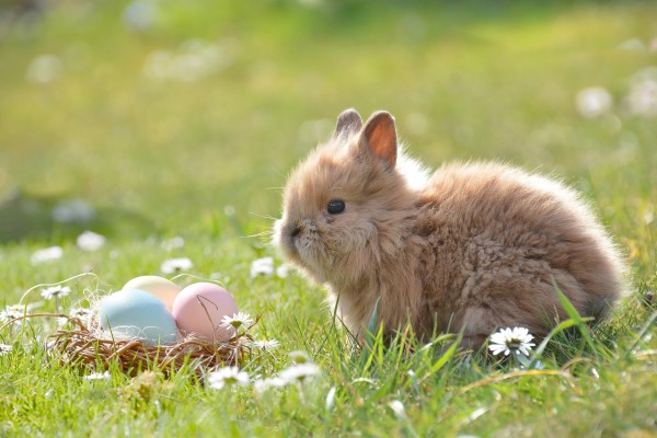 Image of a baby bunny next to some Easter eggs. 