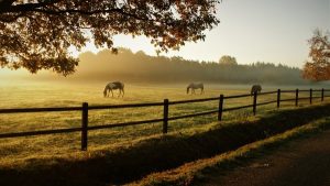 Image of horses in a pasture.