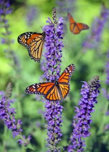 Image of monarch butterflies on a purple flower. 