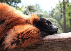 Image of a red ruffed lemur. 