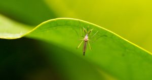 Image of a mosquito on a green leaf.