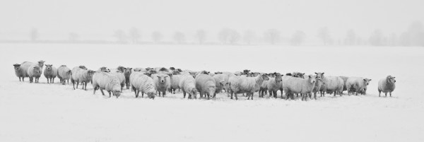 Image of sheep in winter.