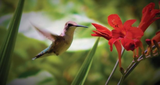 Image of a hummingbird.
