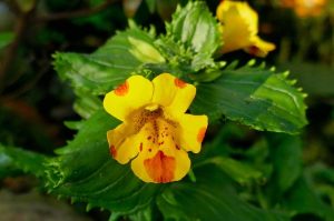 Image of a monkeyflower.