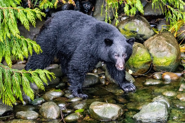 Image of a black bear drinking from a river. 