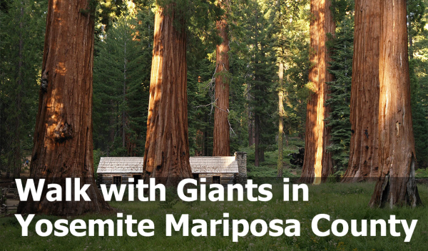 Image of giant redwood trees in Yosemite. 