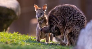 Image of a young wallaby.