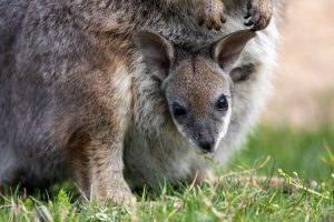Image of a baby wallaby.