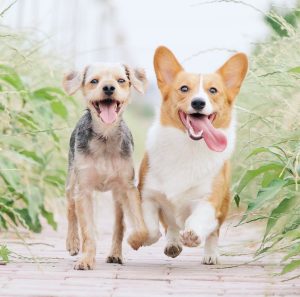 Image of two dogs running towards the camera.